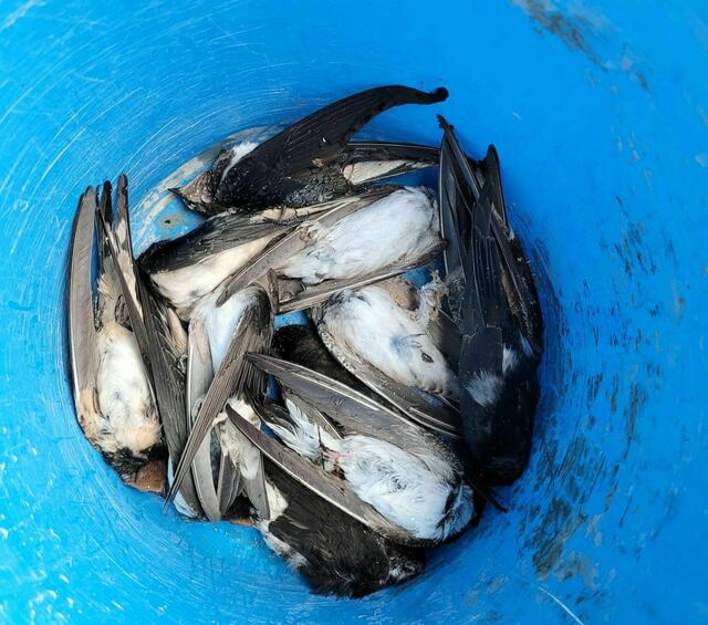 Diese Schwalben wurden auf ihrem Weg in den Süden vom Unwetter überrascht. Kälte und das fehlende Nahrungsangebot kostete die Vögel das Leben. | Foto: Naturschutzbund Steiermark