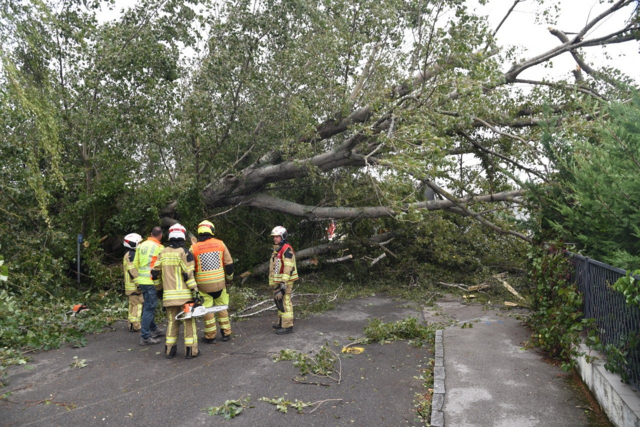 Großer Baum auf Straße - Ebreichsdorf | Foto: Thomas Lenger, Monatrevue