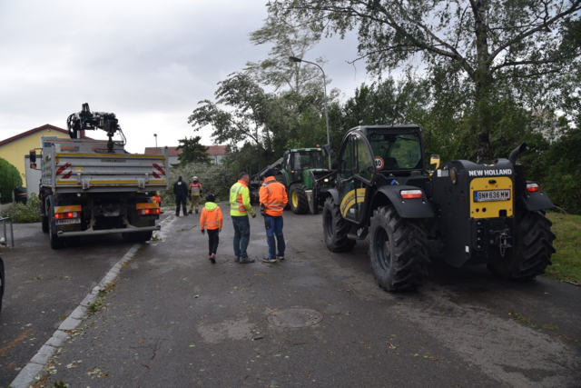 Großer Baum auf Straße - Ebreichsdorf | Foto: Thomas Lenger, Monatrevue
