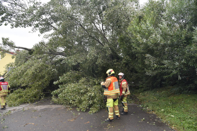 Großer Baum auf Straße - Ebreichsdorf | Foto: Thomas Lenger, Monatrevue