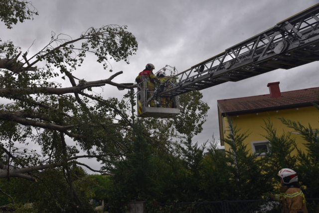 Großer Baum auf Straße - Ebreichsdorf | Foto: Thomas Lenger, Monatrevue