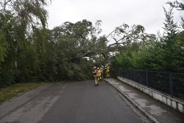 Großer Baum auf Straße - Ebreichsdorf | Foto: Thomas Lenger, Monatrevue
