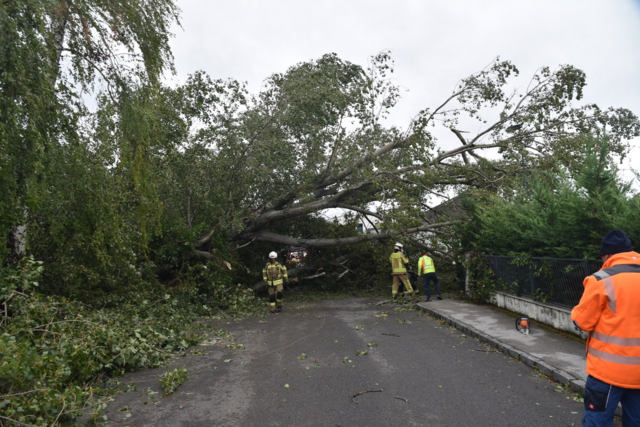 Großer Baum auf Straße - Ebreichsdorf | Foto: Thomas Lenger, Monatrevue