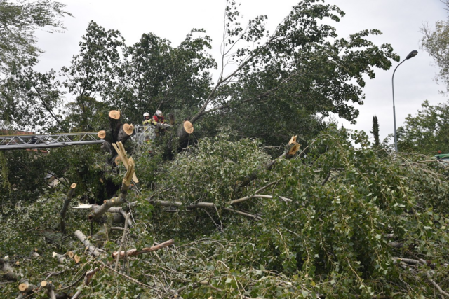 Großer Baum auf Straße - Ebreichsdorf | Foto: Thomas Lenger, Monatrevue