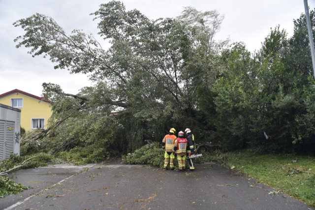 Großer Baum auf Straße - Ebreichsdorf | Foto: Thomas Lenger, Monatrevue