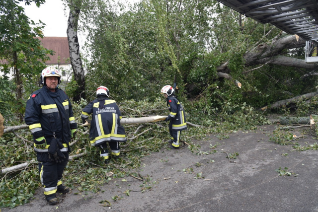 Großer Baum auf Straße - Ebreichsdorf | Foto: Thomas Lenger, Monatrevue