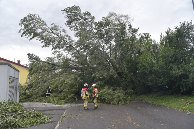 Großer Baum auf Straße - Ebreichsdorf | Foto: Thomas Lenger, Monatrevue