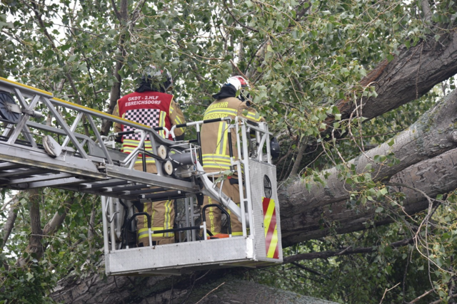 Großer Baum auf Straße - Ebreichsdorf | Foto: Thomas Lenger, Monatrevue