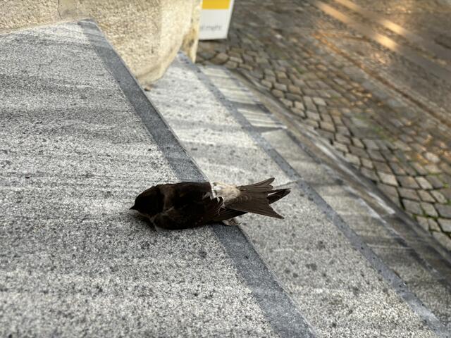 Eine tote Schwalbe auf der Stiege zur Bürgerspitalskirche. | Foto: sg