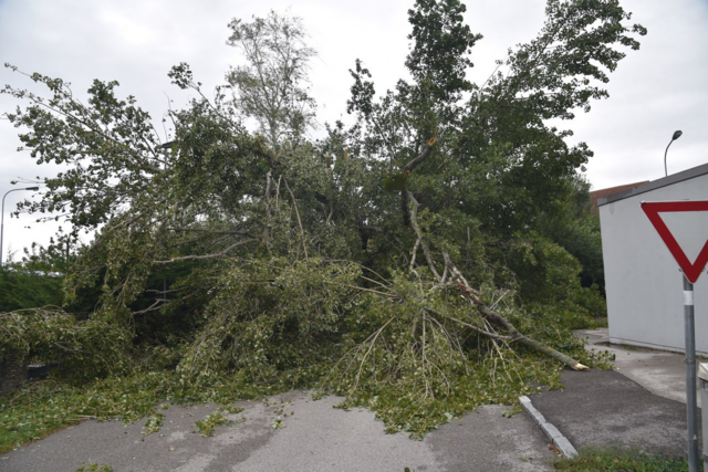 Großer Baum auf Straße - Ebreichsdorf | Foto: Thomas Lenger, Monatrevue