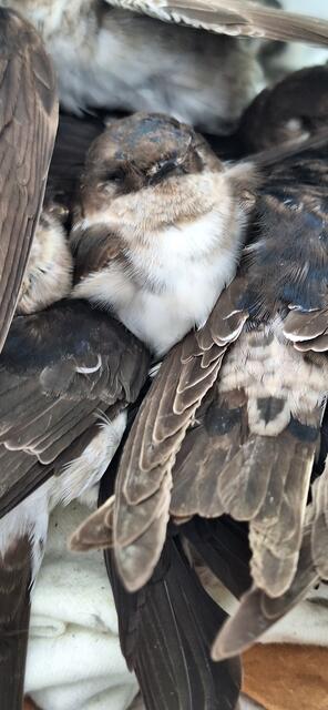 Foto: Victoria Horvat