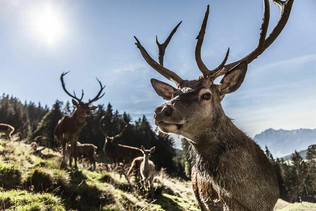 Die Wildtierfütterung auf der Jufenalm ist vor allem für die jungen Gäste ein besonderes Highlight in der Herbstzeit. | Foto: Hochkönig Tourismus