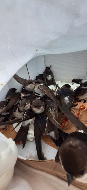 Durch die Kälte und damit einhergehende Futterknappheit wären viele Schwalben gestorben. | Foto: Victoria Horvat