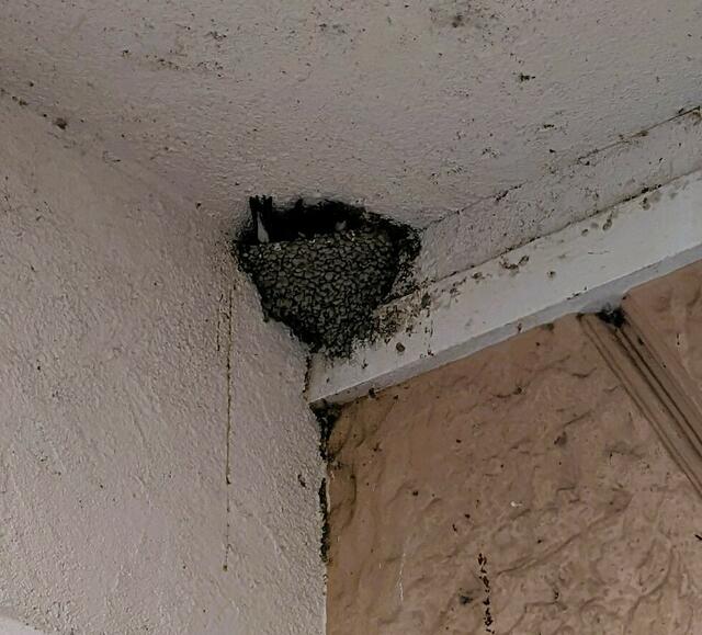 Die Schwalbennester waren kurzzeitig völlig überfüllt, da die Tiere Schutz suchten.