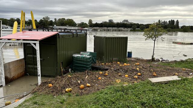 Das Hochwasser zerstörte in Wien und Niederösterreich die ganze Ernte von Landwirten. Einige Kürbisse konnte man etwa bei der Neuen Donau sehen, die vom Wasser angespült wurden. | Foto: Kathrin Klemm/MeinBezirk