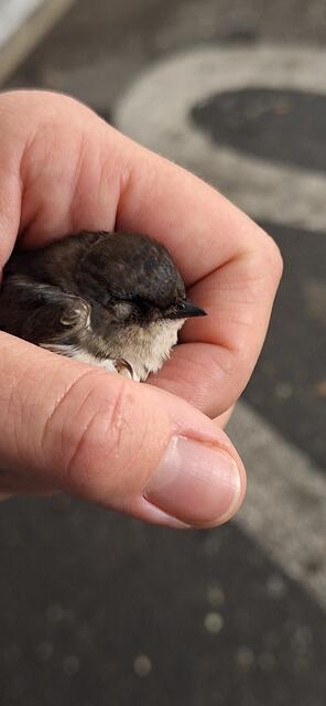 Foto: Victoria Horvat