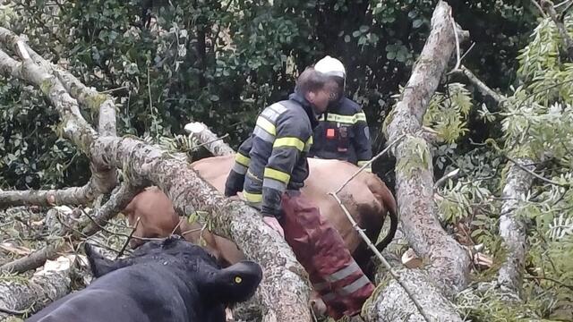 Die Mutterkuh wurde aus der misslichen Lage befreit.  | Foto: FF Viktring