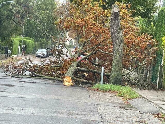 Auch wegen umgestürzten Bäumen und Ästen war Vorsicht geboten.   | Foto: Patrick Gasselich