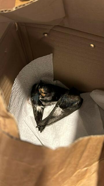 Zugvögel wurden vom schlechten Wetter überrascht und kämpfen zum Teil ums Überleben. In der Region Wels musste die Tierhilfe Gusental ausrücken und konnte bereits hunderte Vögel retten. | Foto: Tierhilfe Gusental