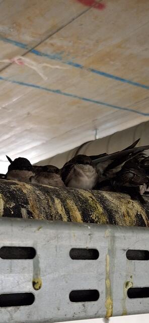 Foto: Victoria Horvat