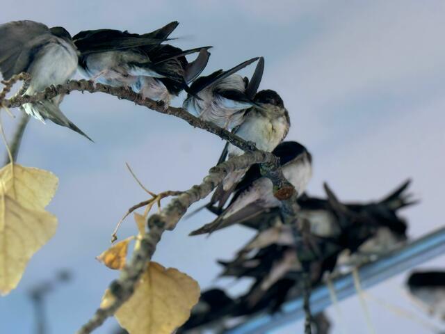 Vögel im Schwalbenhaus im Tierheim Vösendorf. | Foto: TSA
