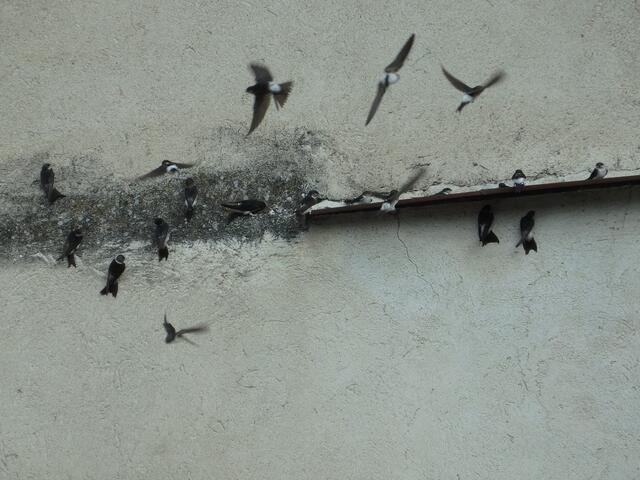Die Schwalben suchten Schutz vor den Unwettern.