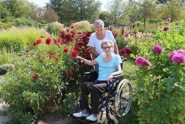 Ehrenamtliche Veronika Jurencak und Bewohnerin Gertraud Vilimek im Meer der Dahlien. | Foto: PBZ Tulln Lins