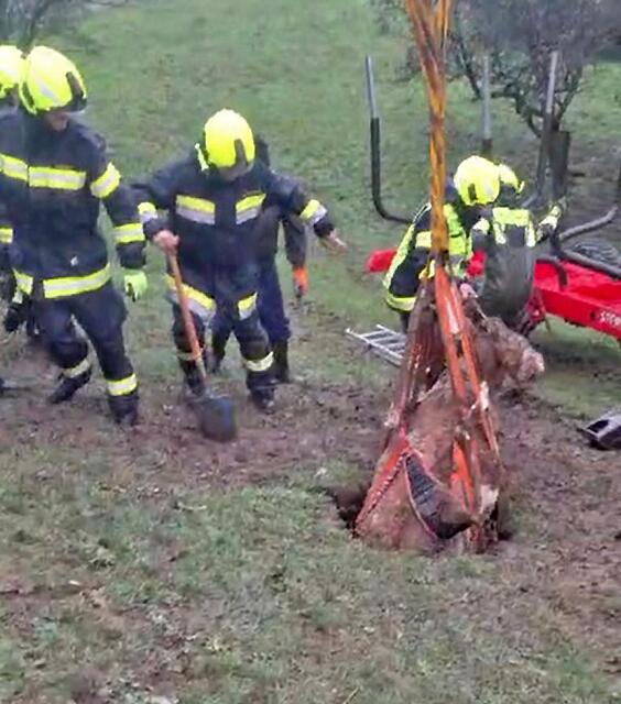 Junges Kalb aus Erdloch gerettet | Foto: FF Weissenach a.d.Triesting / Norbert Neumüller jun.