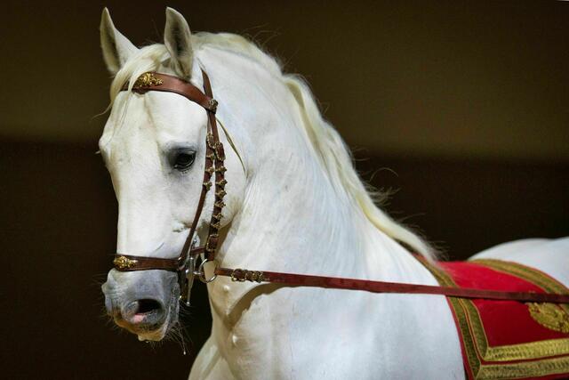 Immer ein Highlight: die Lipizzaner, die allerdings 2025 nicht bei der Formel 1 des Springreitsports in Wien dabei sein werden. | Foto: Rene van Bakel