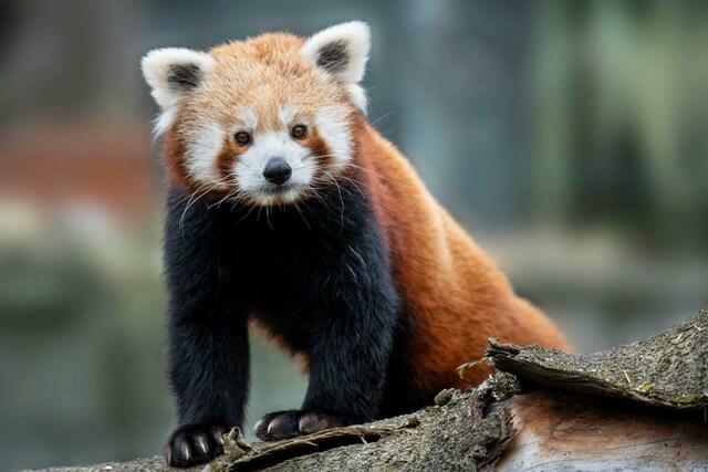Bei den Roten Pandas im Zoo Schmiding habe erst vor Kurzem eine neue Paarzusammenstellung stattgefunden.  | Foto: Zoo Schmiding/ Peter Sterns