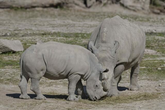 Seit 2016 konnte man im Zoo Schmiding fünf Breitmaulnashörner erfolgreich großziehen. | Foto: Zoo Schmiding/ Peter Sterns