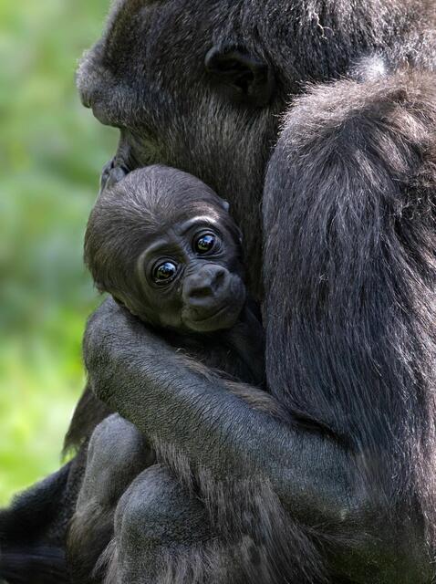 Gorillababy Jabari entwicklt sich laut Zoo Schmiding großartig – es ist der erste Gorillanachwuchs in Österreich. | Foto: Zoo Schmiding/ Peter Sterns