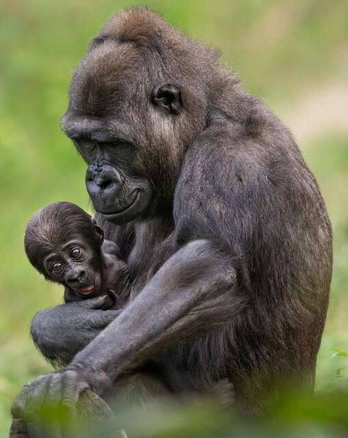 Gorillababy Jabari entwickelt sich laut Zoo Schmiding großartig – es ist der erste Gorillanachwuchs in Österreich. | Foto: Zoo Schmiding/ Peter Sterns