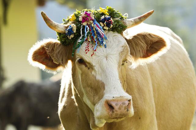 Aufgrund des Almabtriebs in Wagrain kommt es zu Straßensperren. | Foto: SalzburgerLand Tourismus