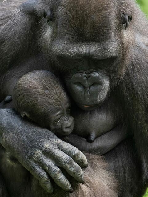 Gorillababy Jabari entwickelt sich laut Zoo Schmiding großartig – es ist der erste Gorillanachwuchs in Österreich. | Foto: Zoo Schmiding/ Peter Sterns