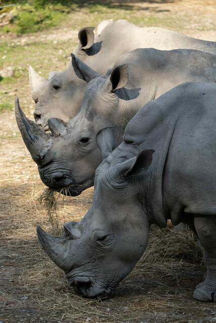 Seit 2016 konnte man im Zoo Schmiding fünf Breitmaulnashörner erfolgreich großziehen. | Foto: Zoo Schmiding/ Peter Sterns