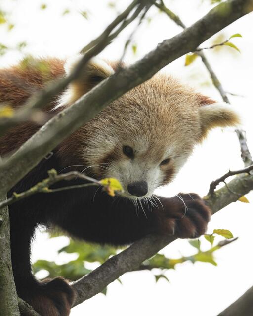 Bei den Roten Pandas im Zoo Schmiding habe erst vor Kurzem eine neue Paarzusammenstellung stattgefunden.  | Foto: Zoo Schmiding/ Peter Sterns