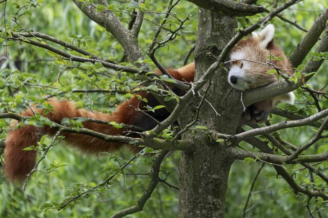 Erfolgreicher Artenschutz in Krenglbach: Bei den Roten Pandas im Zoo Schmiding habe erst vor Kurzem eine neue Paarzusammenstellung stattgefunden.  | Foto: Zoo Schmiding/ Peter Sterns