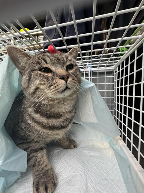 Laut Tierhilfe Gusental konnte der Kater geschwächt und unterkühlt aber lebendig in Wels Wimpassing aus dem Hochwasser gezogen und gerettet werden.  | Foto: THG