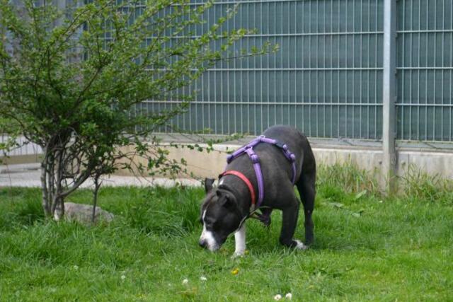 Mady sucht ein neues Zuhause | Foto: TSV St. Pölten