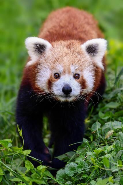 Bei den Roten Pandas im Zoo Schmiding habe erst vor Kurzem eine neue Paarzusammenstellung stattgefunden.  | Foto: Zoo Schmiding/ Peter Sterns
