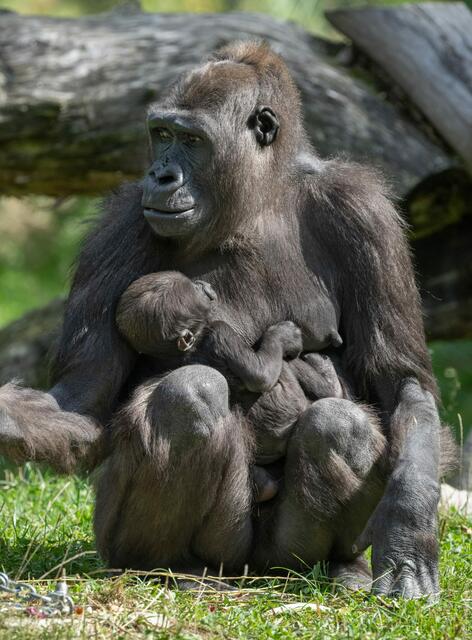 Gorillababy Jabari entwickelt sich laut Zoo Schmiding großartig – es ist der erste Gorillanachwuchs in Österreich. | Foto: Zoo Schmiding/ Peter Sterns
