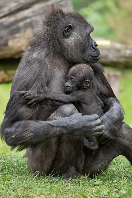 Gorillababy Jabari entwickelt sich laut Zoo Schmiding großartig – es ist der erste Gorillanachwuchs in Österreich. | Foto: Zoo Schmiding/ Peter Sterns