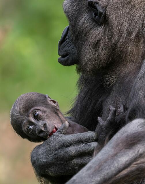 Gorillababy Jabari entwickelt sich laut Zoo Schmiding großartig – es ist der erste Gorillanachwuchs in Österreich. | Foto: Zoo Schmiding/ Peter Sterns
