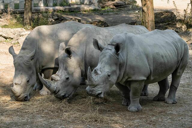 Seit 2016 konnte man im Zoo Schmiding fünf Breitmaulnashörner erfolgreich großziehen. | Foto: Zoo Schmiding/ Peter Sterns