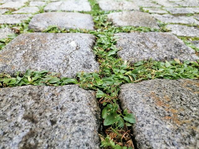 „Saubere“, vollkommen pflanzenfreie Pflasterfugen sind nicht unbedingt von Vorteil. Die kleinen Pflänzchen tragen unter anderem zur Kühlung der Oberfläche und Umgebung bei. | Foto: Stadt Braunau