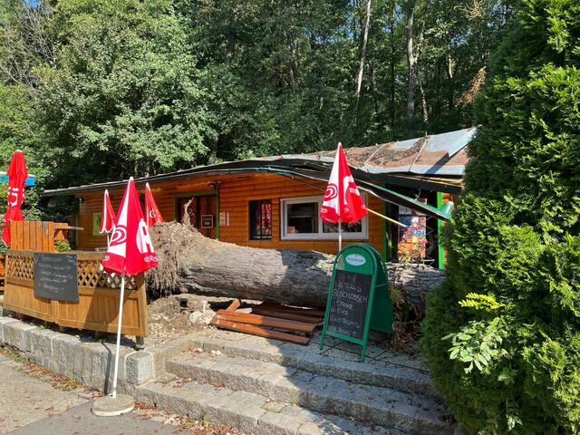 Ein riesiger Baum ziert die Terrasse des Lokales "Zur Allee". | Foto: Zur Terrasse