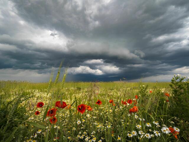 Foto: Reinhold Schiemer