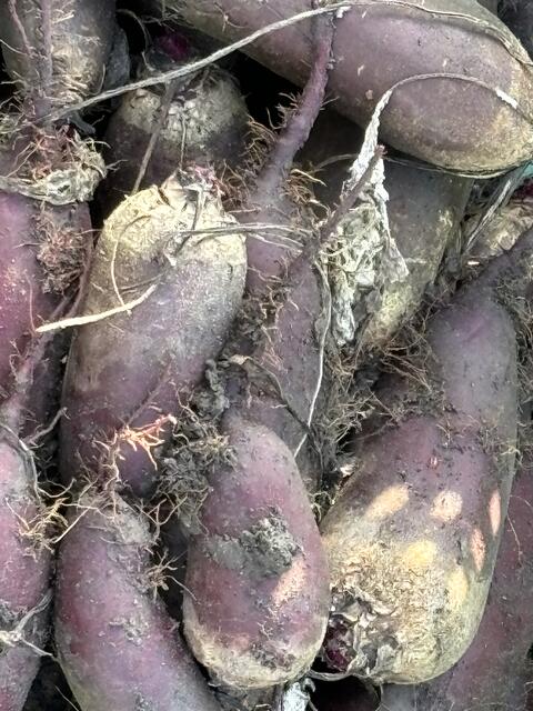 Direkt vom Feld in die Verarbeitung: Am Rietzerhof werden die Roten Rüben frisch geerntet und direkt vor Ort weiterverarbeitet – für beste Qualität aus erster Hand. | Foto: MeinBezirk