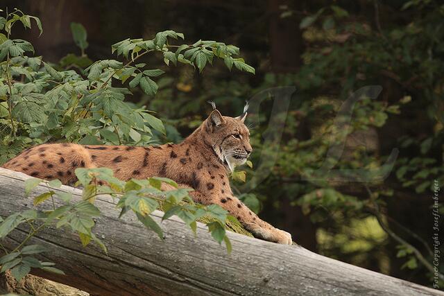 Eurasischer Luchs © J. Limberger